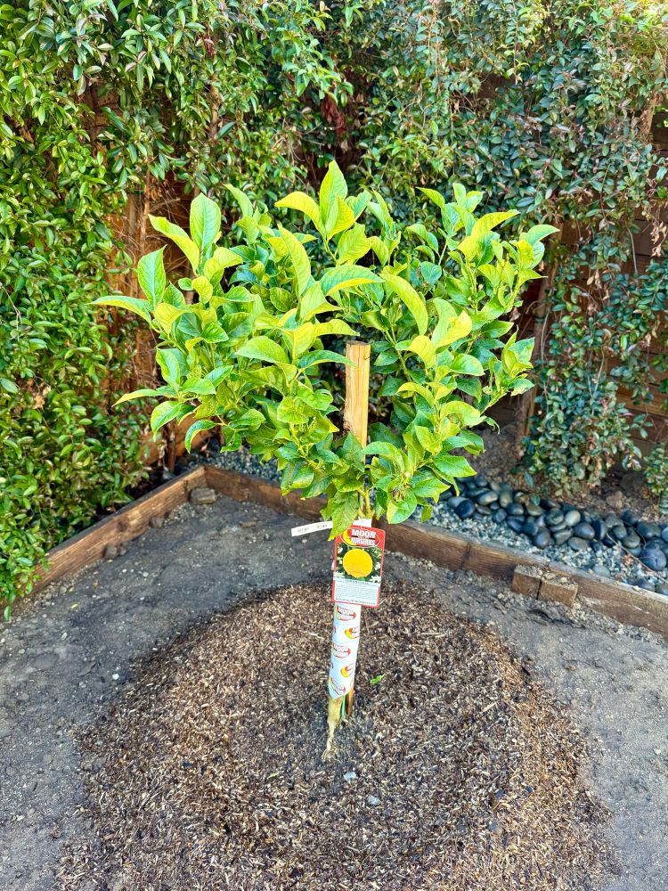 A young lemon tree, newly planted 