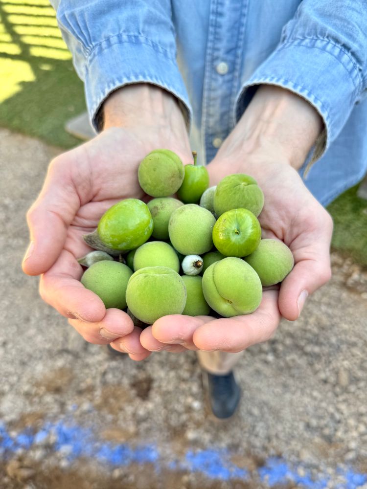 A man’s hands cradle immature fruit of various shapes and sizes, culled from newly planted trees 