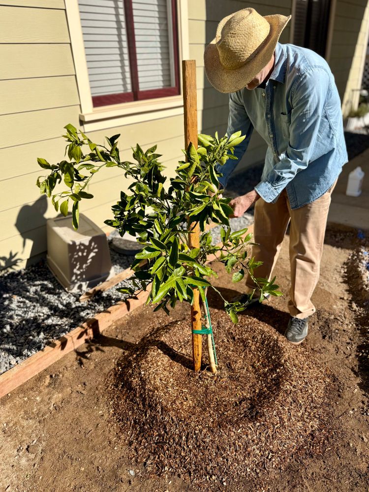 A man in chinos and a light denim shirt and a straw hat inspects a newly planted citrus tree
