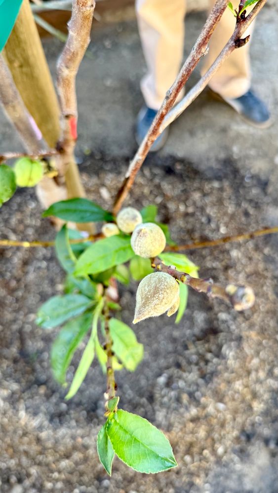 A branch of a young stone fruit tree with small fuzzy fruit 