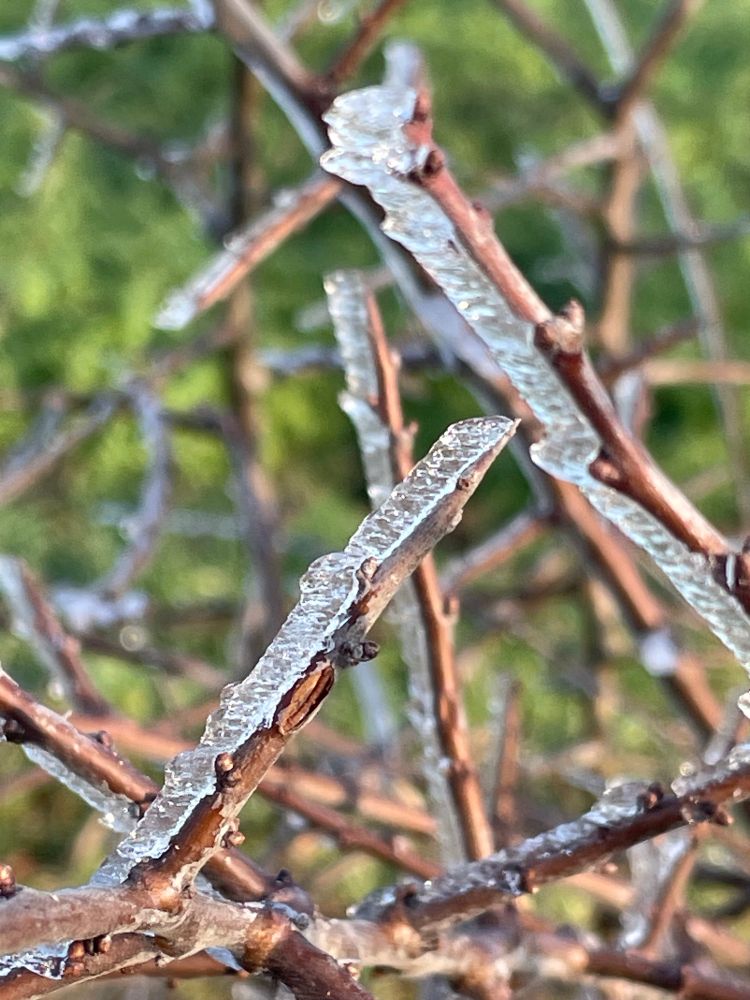 Eis an dornigen Ästen 
