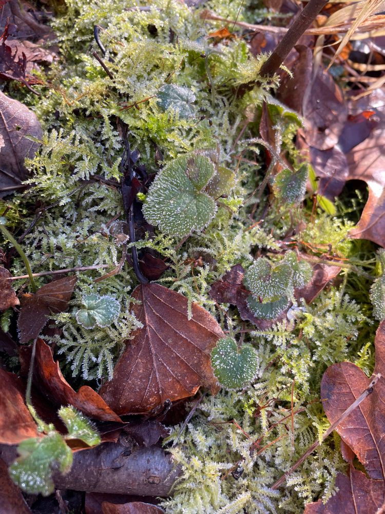 Gefrorenes Moos auf dem Waldboden 