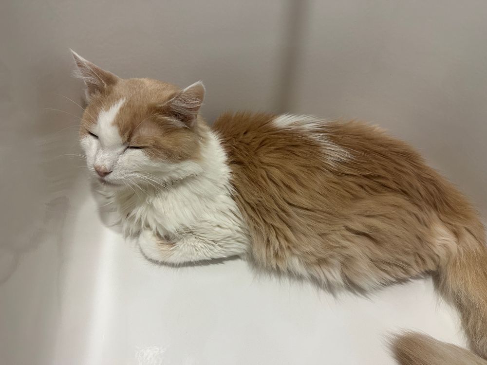 Orange cat lying in bathtub