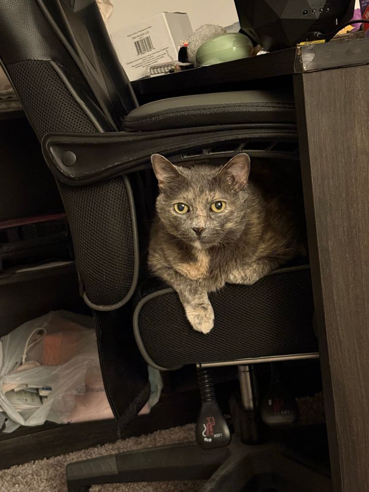 a dilute tortie cat named Gabby, laying down in an office chair. there is a wooden desk and random objects 