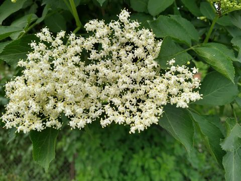 Cremefarbene Holunderblütendolde in grünem Laub.