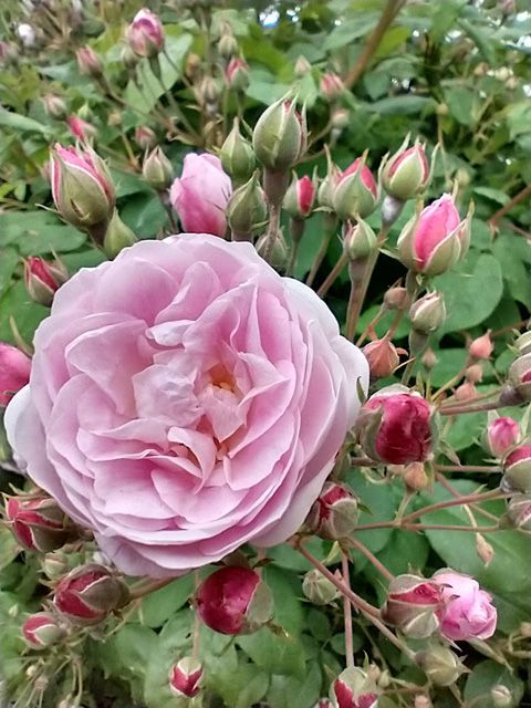 Inmitten dutzender rötlicher Knospen eine geöffnete, zart rosafarbene, gefüllte Blüte der historischen Noisette-Rose "Multiflore de Vaumarcus" (Menet 1875).