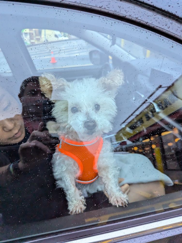 Little white dog in car looking out the window at her dad about to go eat at Waffle House in the background.