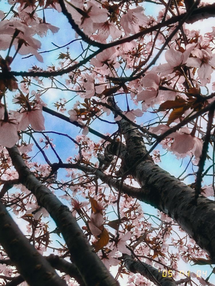 Small pink blossoms on gray-brown branches - shot from underneath, looking up at blue sky beyond.