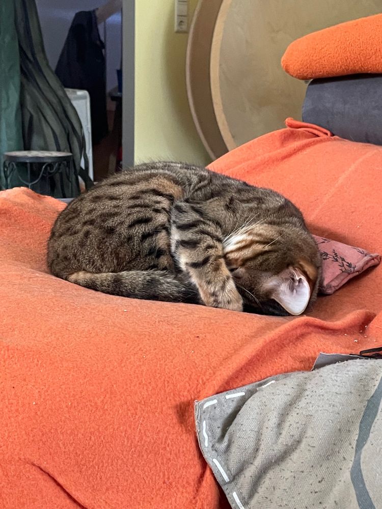 Eine eingerollte schlafende Begalkatze auf einer orangenen Decke