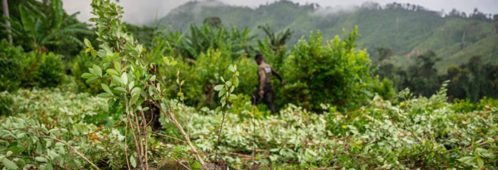 Reimagining the Drug War Amid Rising Coca Cultivation in Central America - WOLA