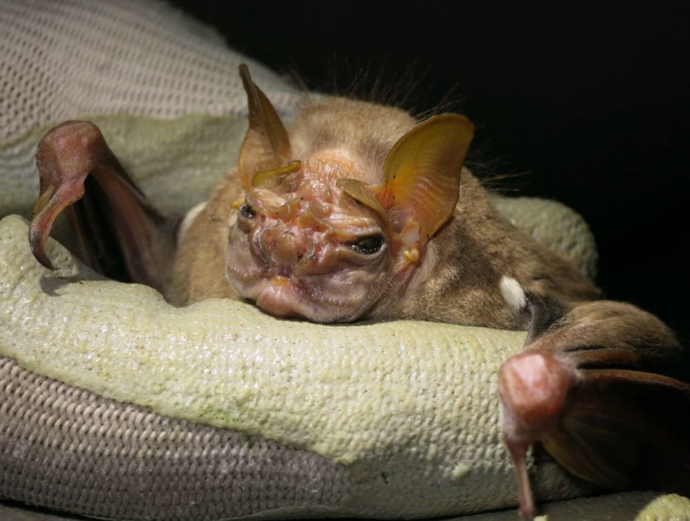 wrinkled-face bat