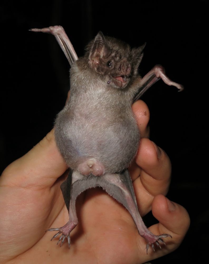 Common vampire bat after a large meal