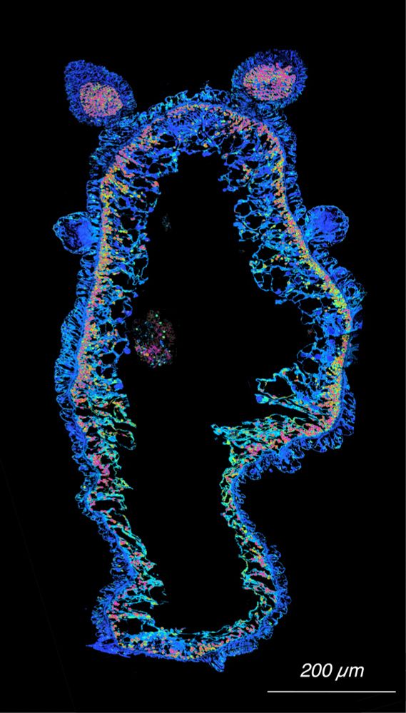 Mosaic of 120+ NanoSIMS images showing 15N-ammonium uptake in Green Hydra.