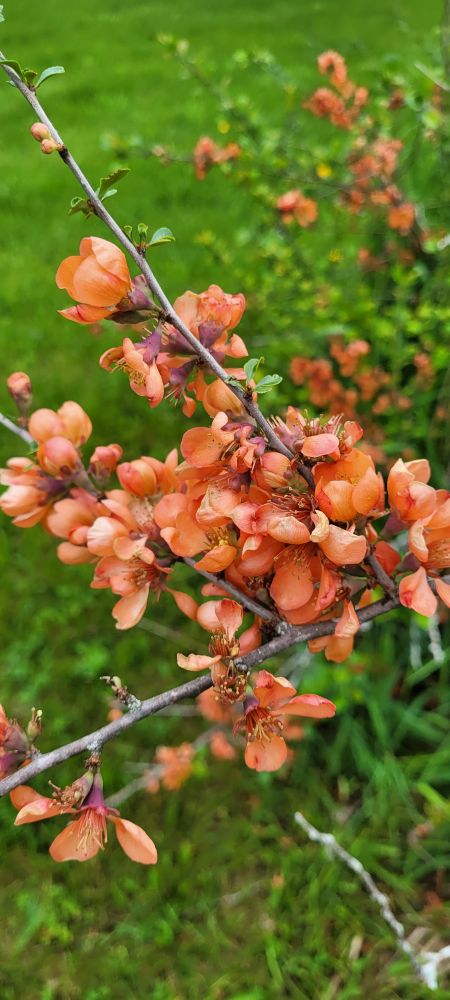 Orangey-pink blossoms on a Quince tree, strikingly juxtaposed to the green grass behind them.