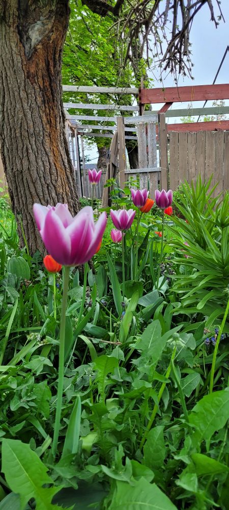 Tulips standing tall amongst dandelions & hyacinth.