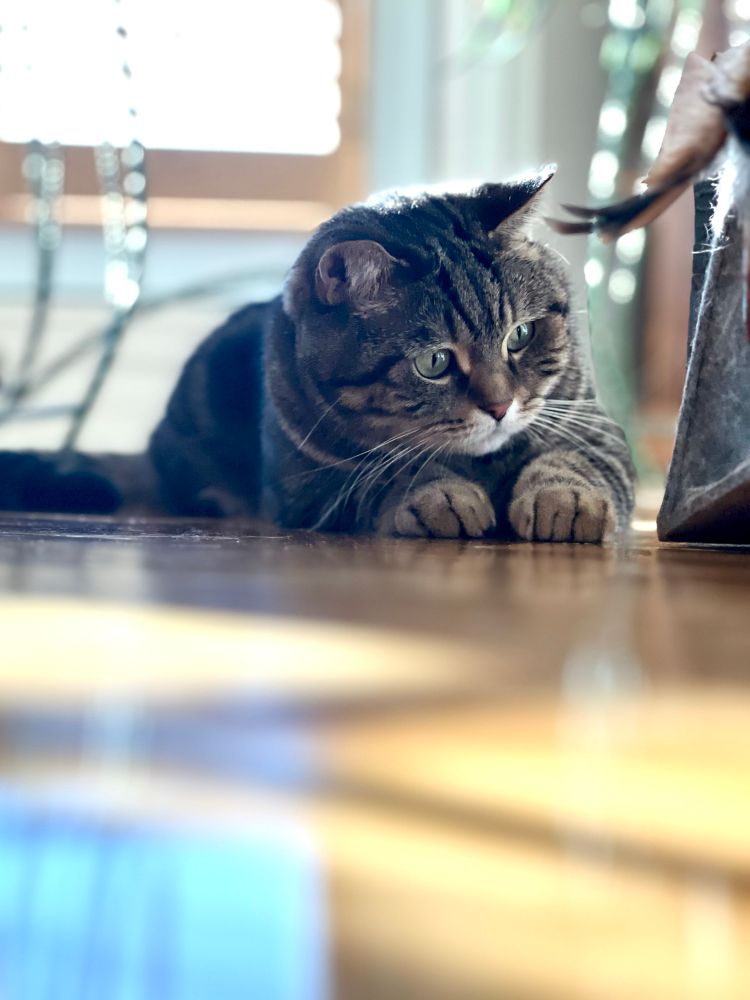 Maurice Chevalier, Scottish Straight. 