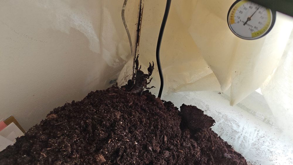 A tank filled halfway with dirt. An Asian Forest Scorpion is pressing itself against the back corner of the tank. 