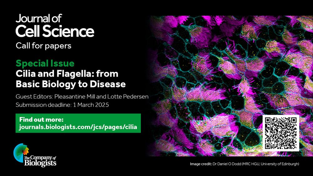 Flyer for the JCS special edition with a confocal image of wild-type mouse tracheal epithelial cells marked by cilia (magenta), centrioles (yellow) and cell boundaries (cyan).