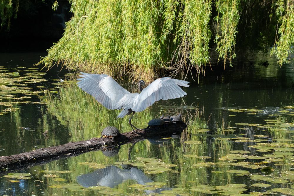 A pond with lily pads and a floating log.  A great blue heron spreads its wings and just in front are three turtles.  The green branches of a willow tree hang in the background.