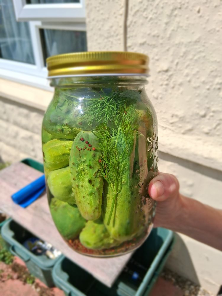 A large jar of homemade dill pickles, gherkins in a cider vinegar and mustard seed and dill liqour. 