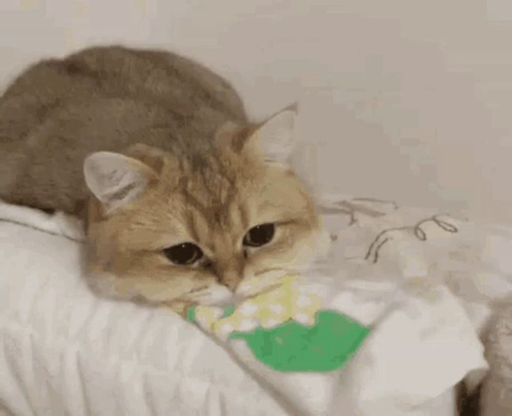 a cat is playing with a toy on a bed .