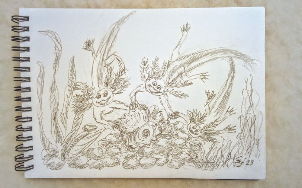 Eine Bleistiftzeichnung unter Wasser.
Drei fröhliche und neugierige kleine Axolotl schwimmen zu einer geöffneten Perlmuschel, die am Meeresboden liegt.