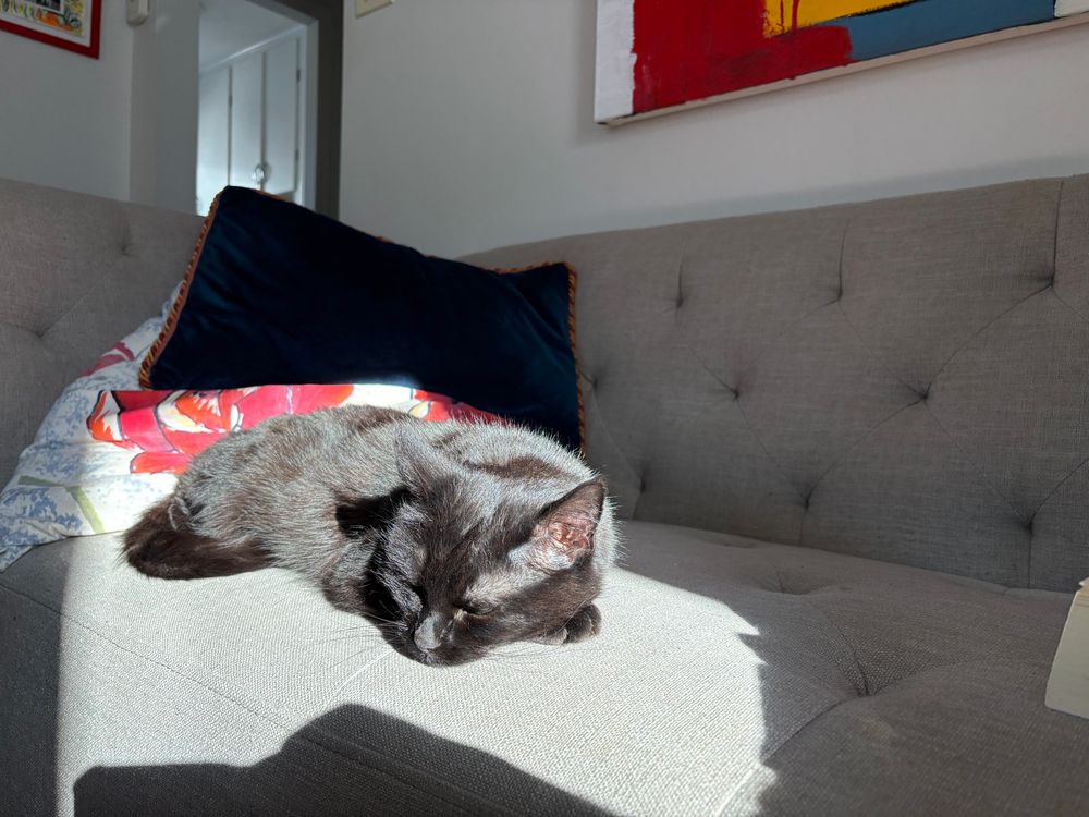 Pips, a black cat, sleeps in a sunbeam on a grey couch