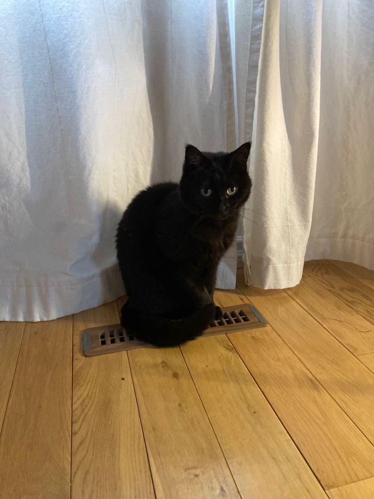 A black cat sits on top of a heating vent. White curtains are behind her, and the surrounding floor is wooden panels.