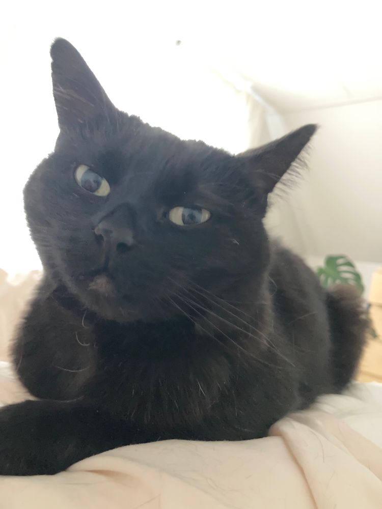 Pips, a black cat, appears to have put her paw behind her neck