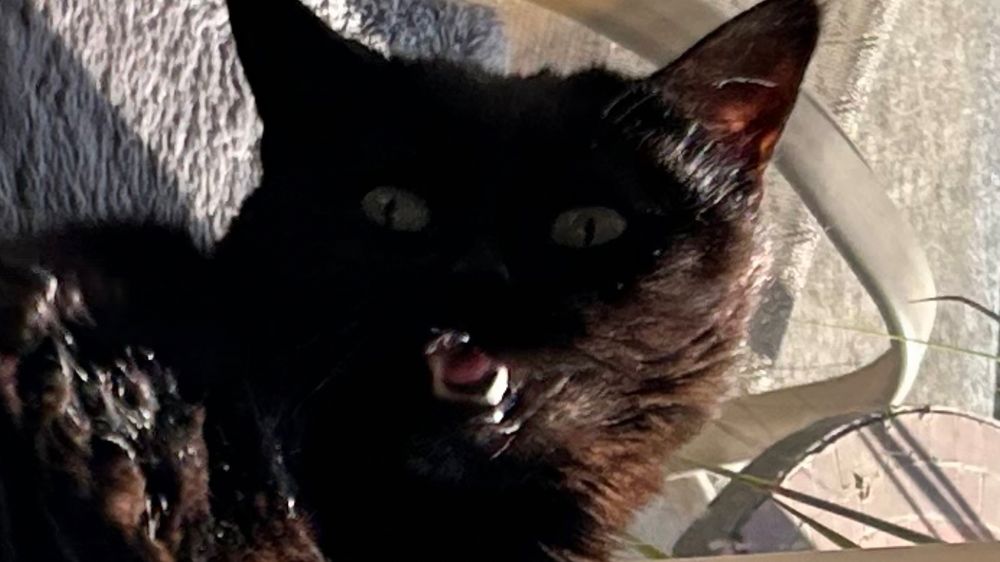 Pips, a black cat, resembles a gremlin from the movie Gremlins