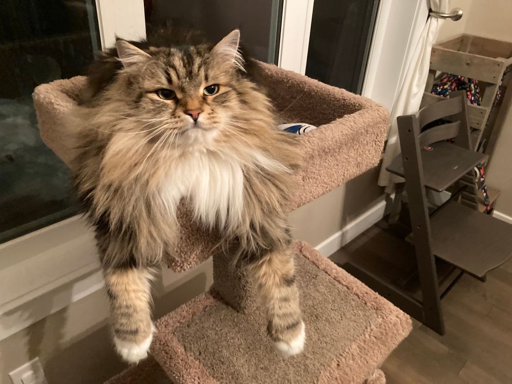 A cat, lounging on a cat tree with both arms hanging limply off the edge