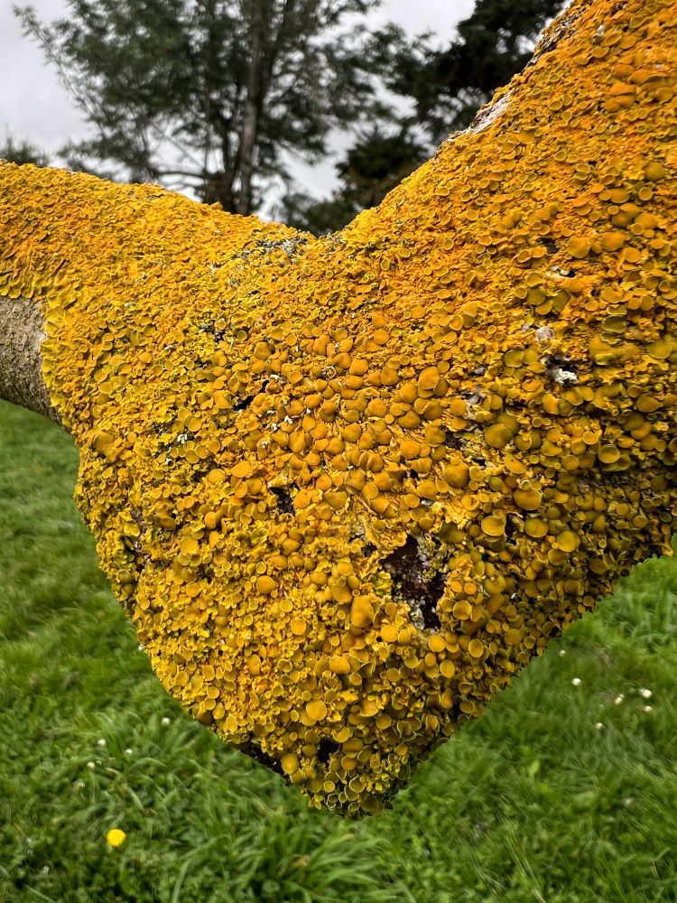 The bend of a tree branch is completely covered in orange-yellow lichen in both pillowy and cupped forms. Behind it is long spring grass and above it are cypress trees in a cloudy sky.