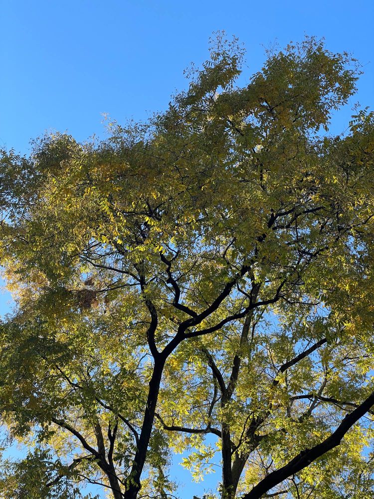 honey locust making lace outta the blue sky & late November sunlight