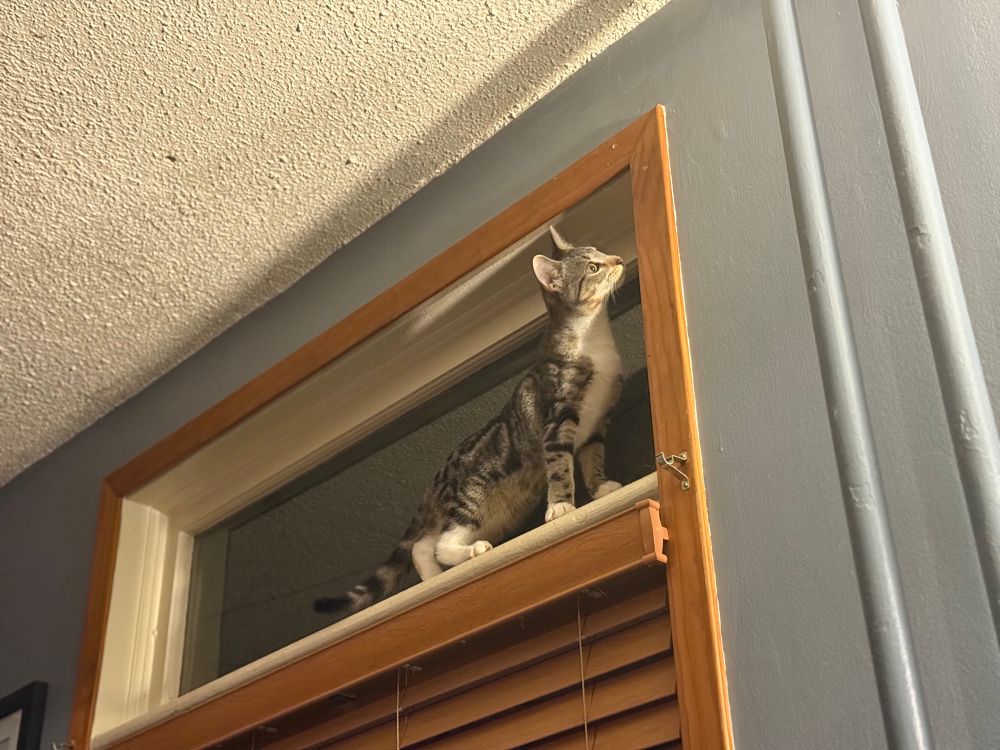A grey tabby kitten who jumped to the top of a picture window.
