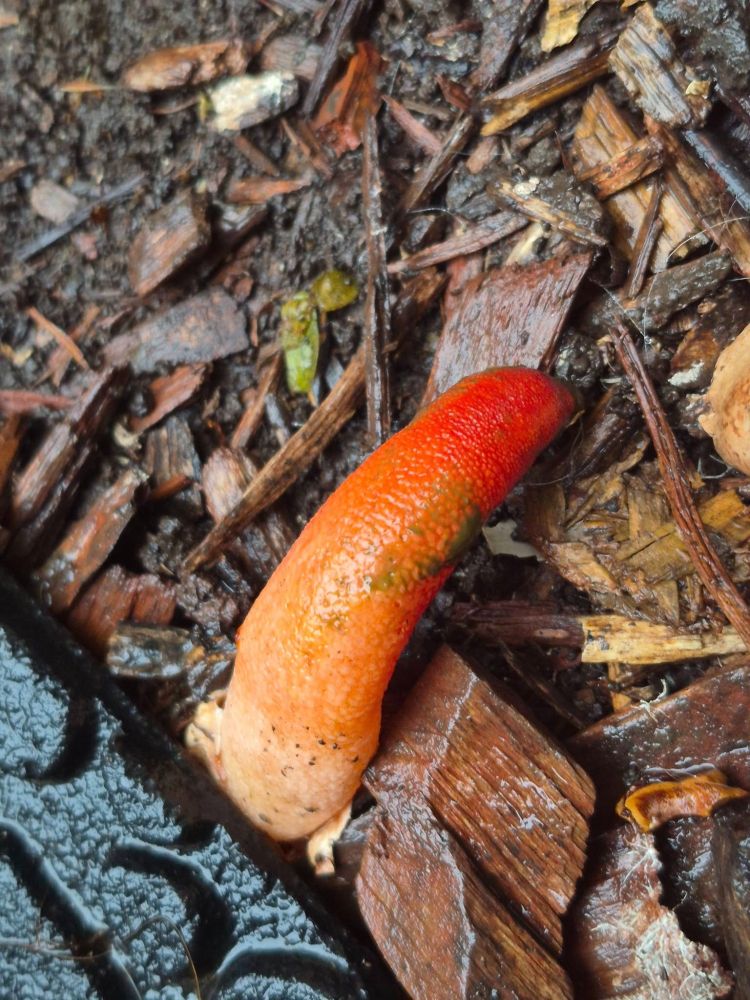 Mushroom - a type of Devil's Finger - not stinky.