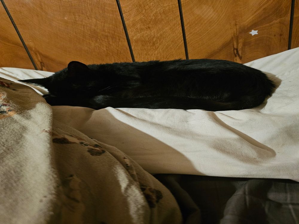 A black cat sleeping on a pillow.