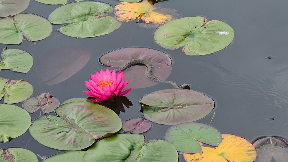 Hellrote Seerosenblüte, auf den Blättern daneben sonnt sich eine Ringelnatter. 