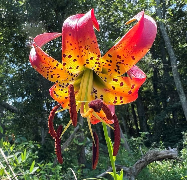 Virginia native Turks cap lily. Yay natives! 