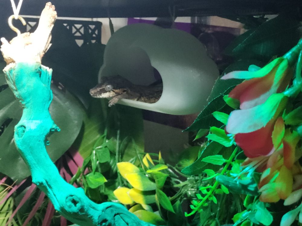 A photo of a gargoyle gecko relaxing in her cloud shaped perch/cave. She has one paw and her head sticking out to bask in the light. Lots of green, pink, yellow and orange plants surround her.