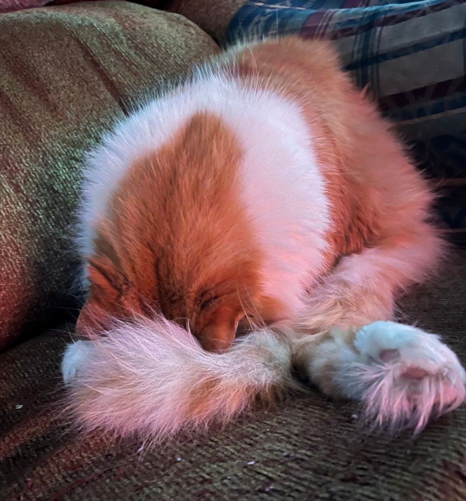 Orange and white female cat named T-Rex sleeping with her head curled into her tail in an awkward position. 