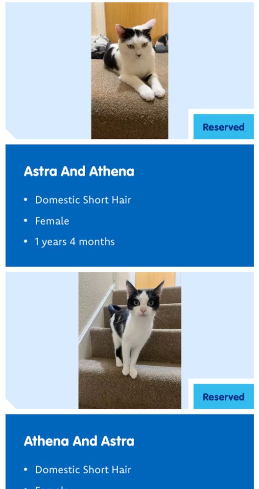 Two cats named Astra and Athena 