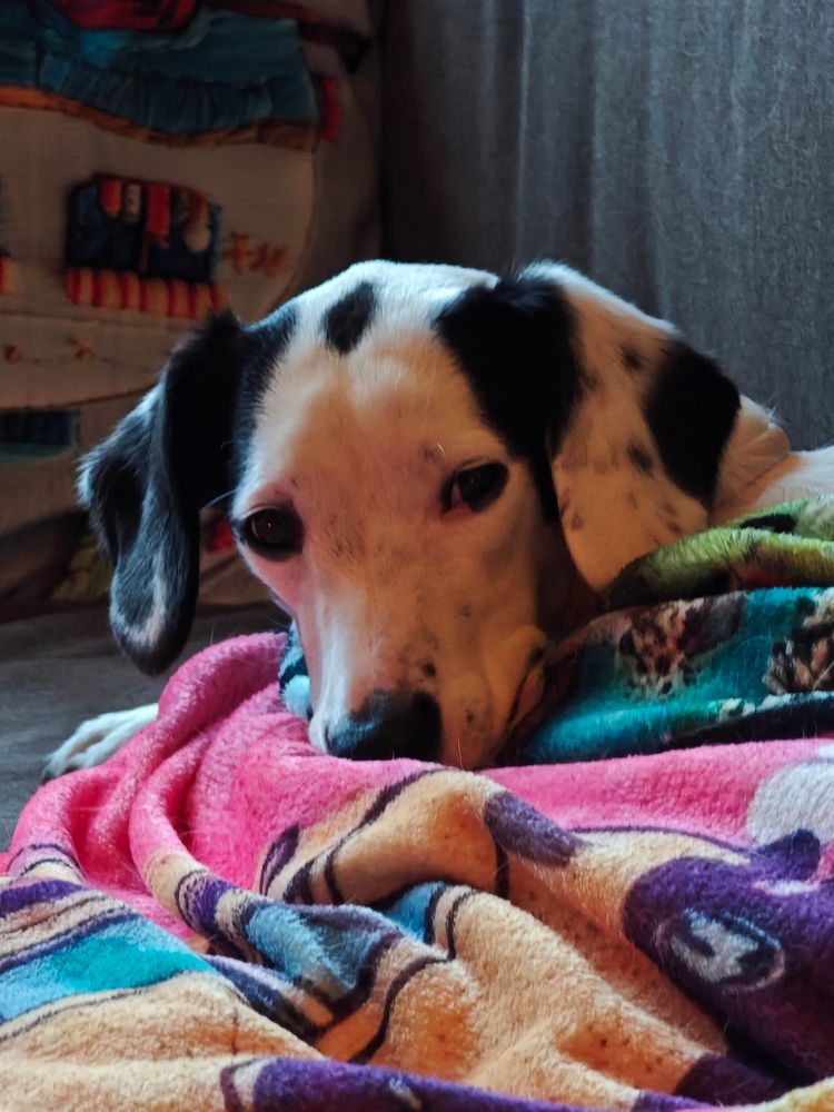 Weißer Hund mit schwarz-gefleckten Schlappohren liegt zwischen bunten Hunde-Kuscheldecken. Es lugt nur der Kopf heraus 