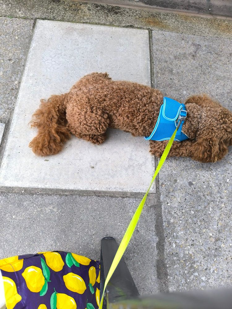 Top down view of a dog with ginger fur wearing a blue harness attached to a green/yellow lead, laying down on a stone floor