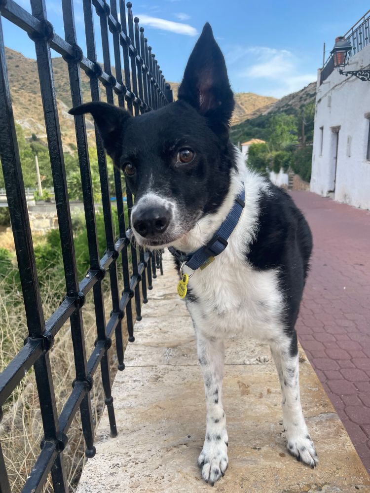 Black and white collie dog standing on a raised surface next to a wrought iron fence with open grass area below and a red paved road on the other side. There are white buildings and blue skies in the background.