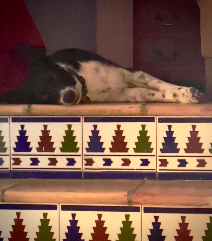 Small black and white collie dog is lying on the tiled floor at the top of steps decorated with blue Green and red geometric tiles.