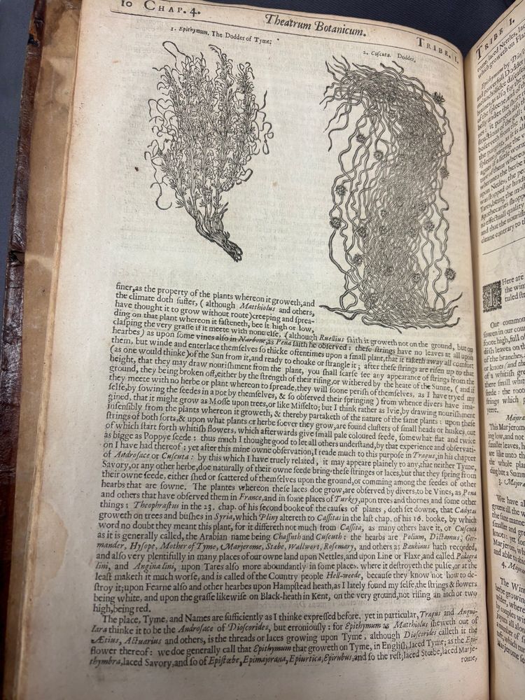 Text and images about dodder from John Parkinson's 1640 book.