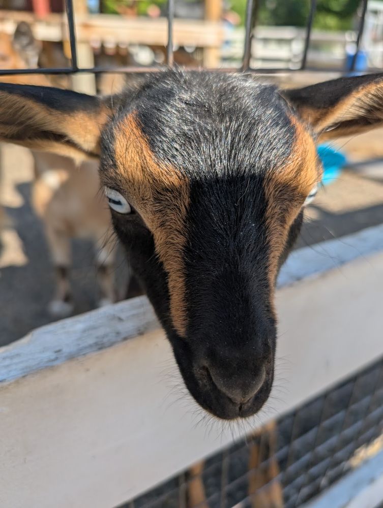 it's a cute lil goat peeking it's head through it's lil fence