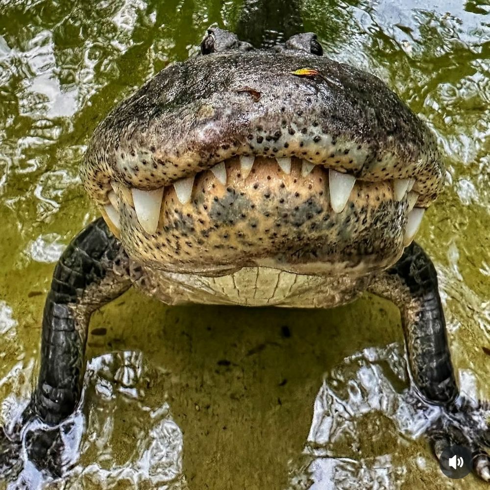 silly front facing gator photo