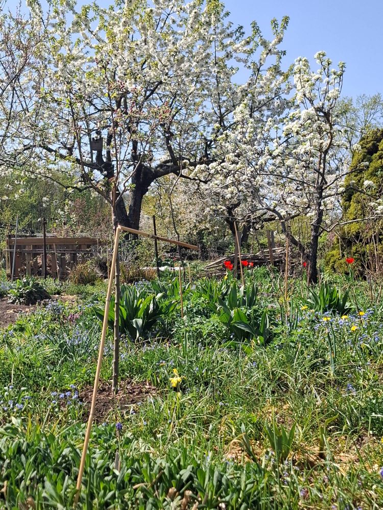 Blühende Apfelbäume in einem bunt blühendem Garten.