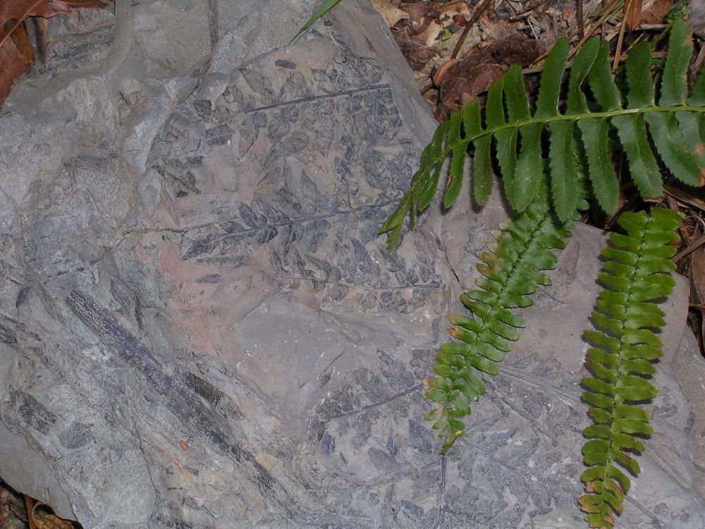 Contemporary and fossil ferns from west Alabama.